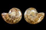 Agatized Ammonite Fossil - Madagascar #145967-1